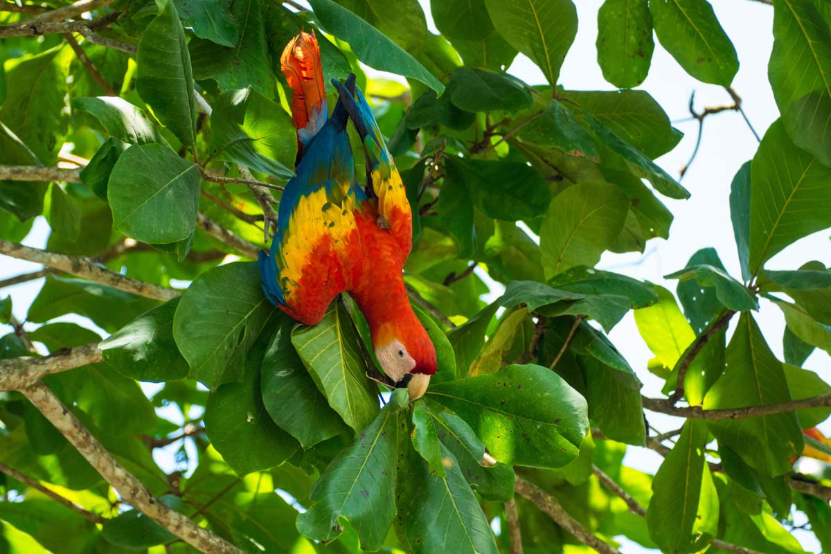 Macaw in Tree