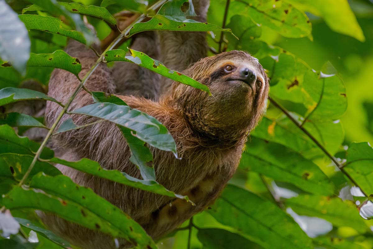 Sloth in Tree Near Parrita