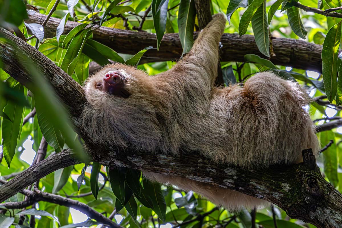 Sloth in Tree